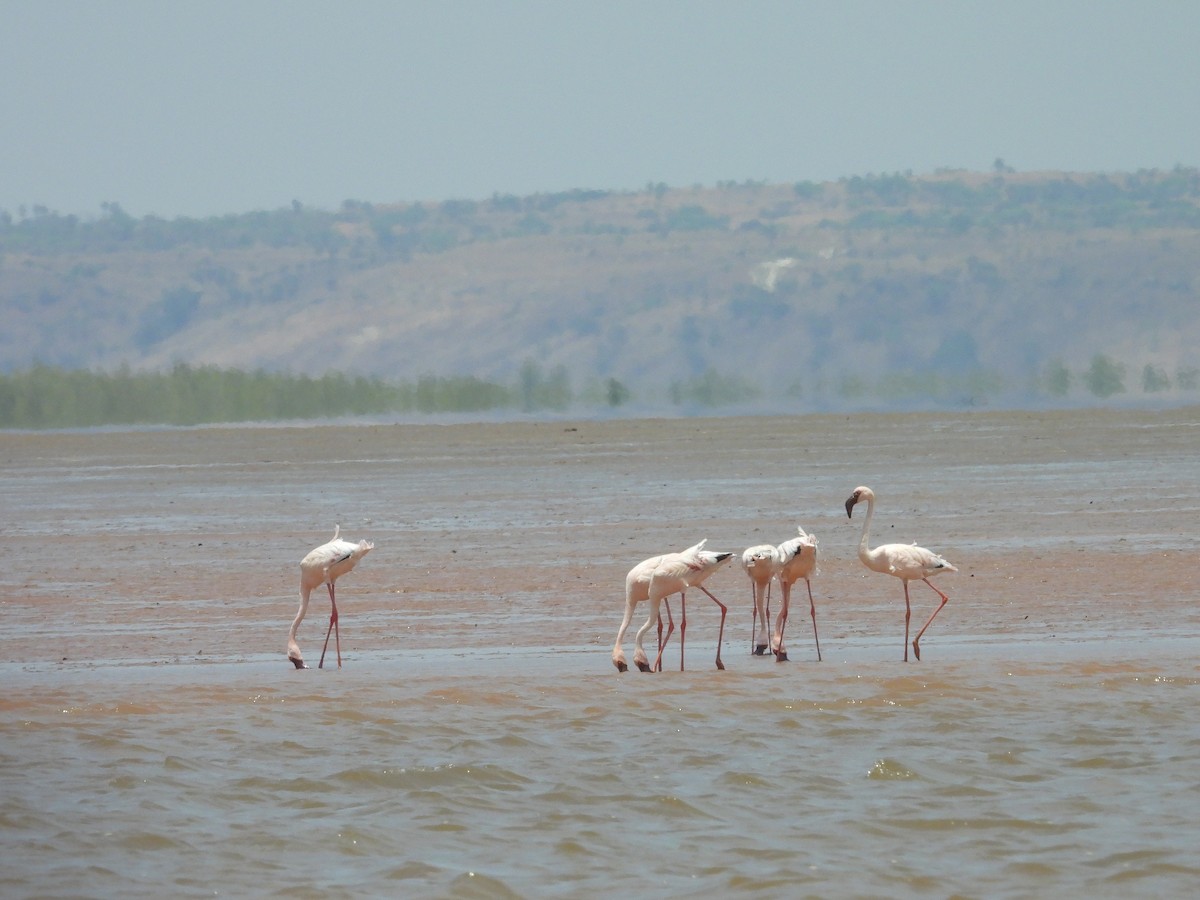 Zwergflamingo - ML645512761