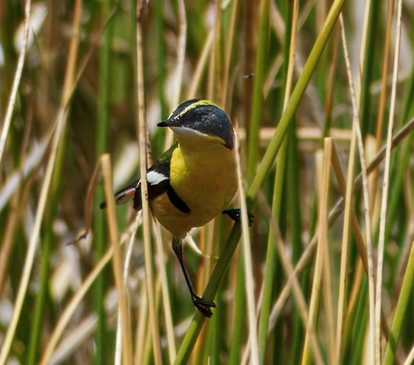 Many-colored Rush Tyrant - ML645512771