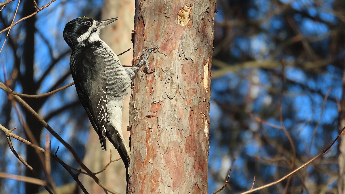 Black-backed Woodpecker - ML645512776