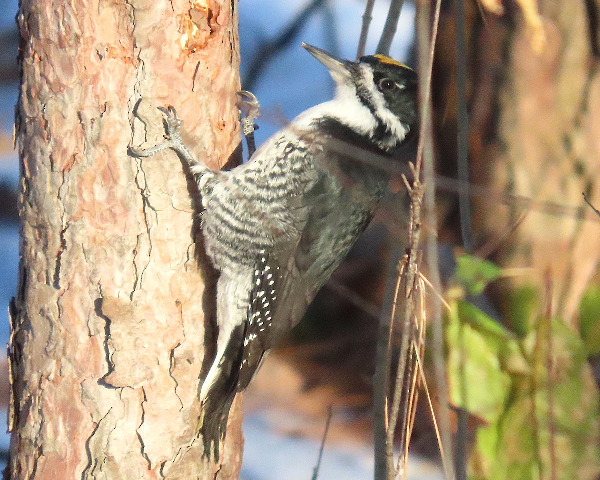 Black-backed Woodpecker - ML645512780