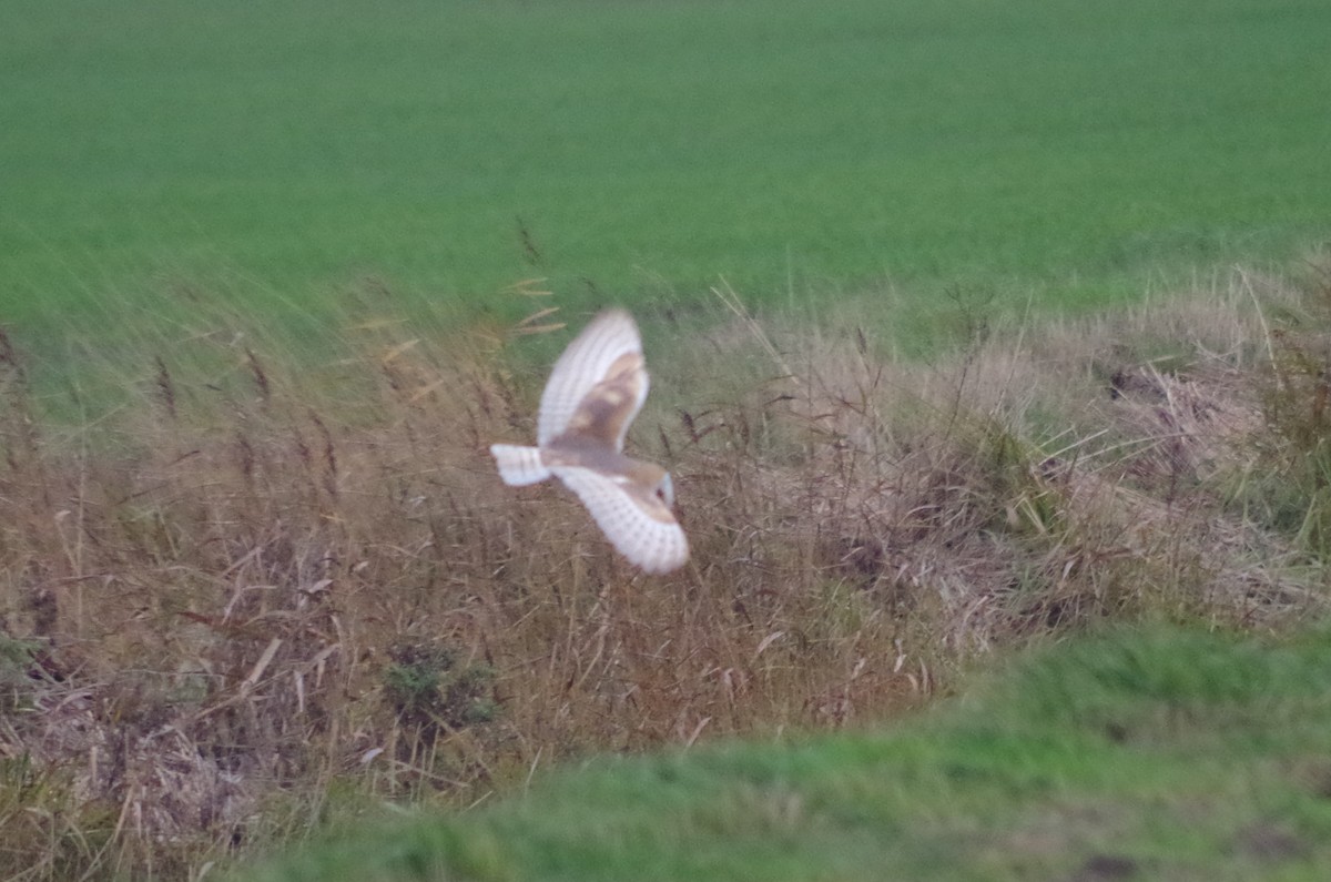 Western Barn Owl - ML645512788