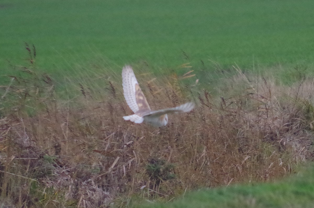Western Barn Owl - ML645512789