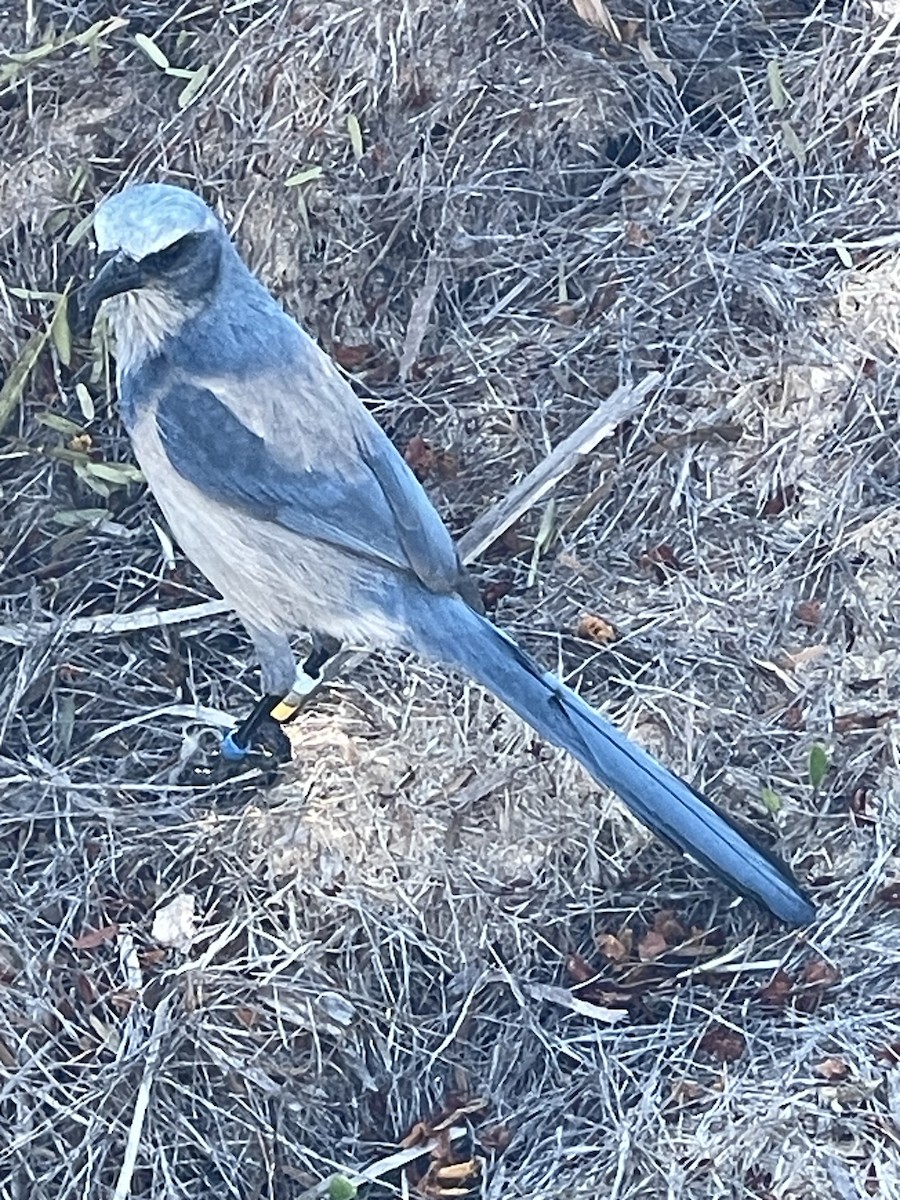 Florida Scrub-Jay - ML645512790