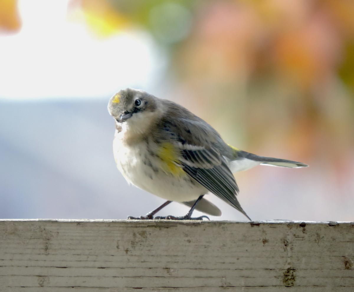 Yellow-rumped Warbler (Myrtle) - ML645512791