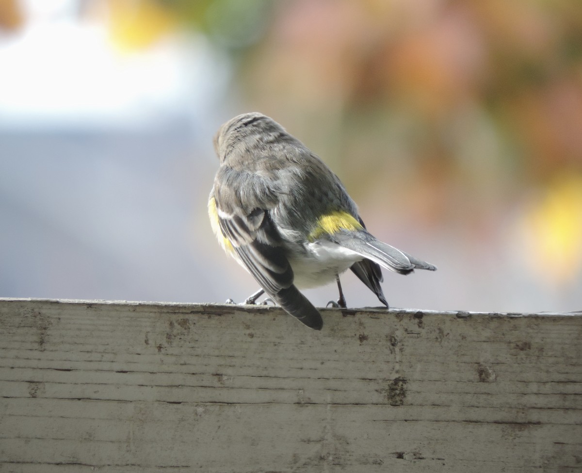Yellow-rumped Warbler (Myrtle) - ML645512792