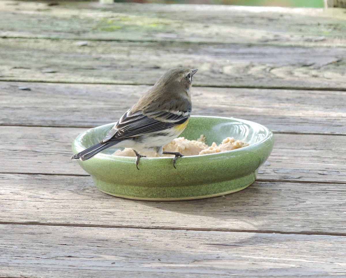 Yellow-rumped Warbler (Myrtle) - ML645512793