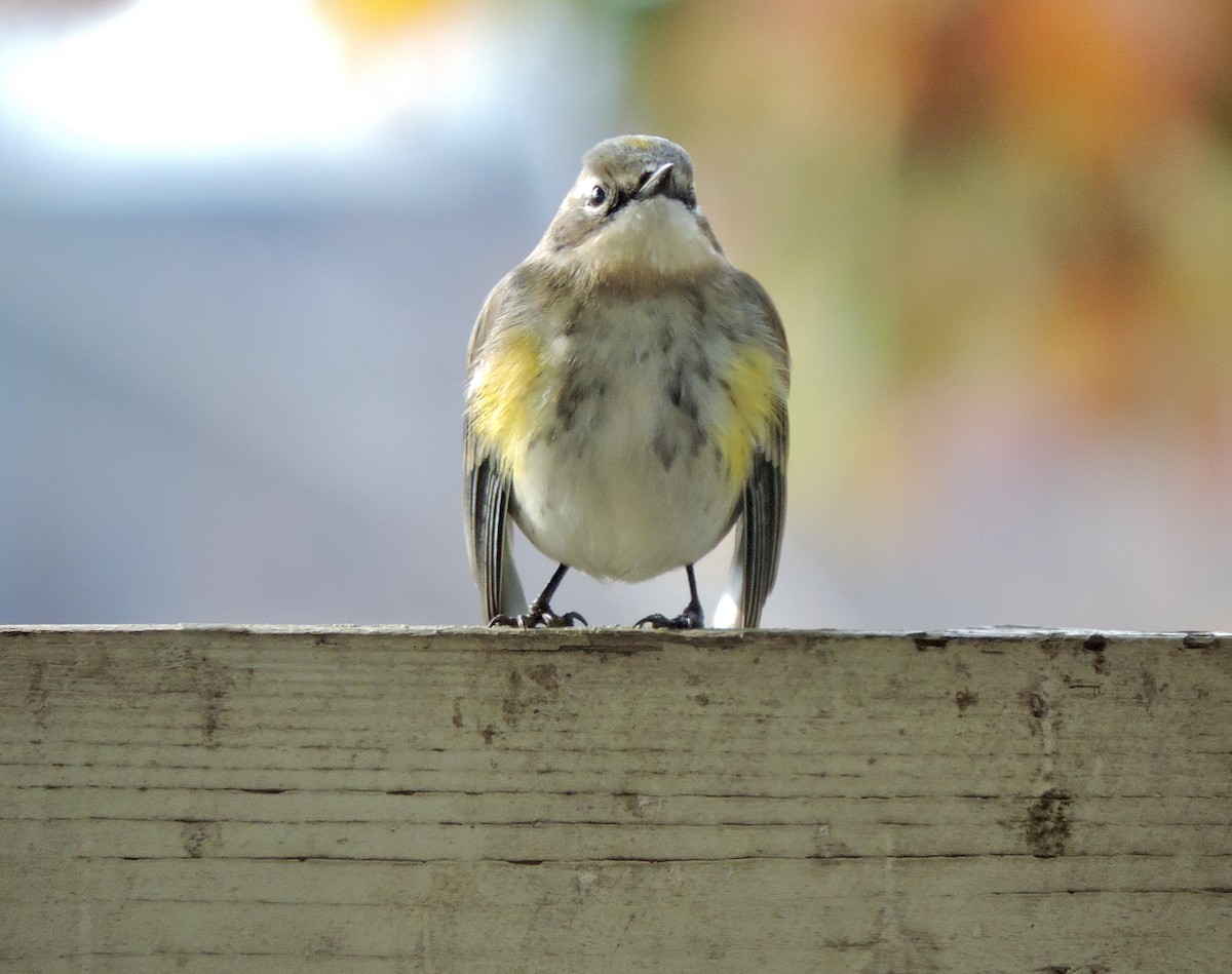 Yellow-rumped Warbler (Myrtle) - ML645512794