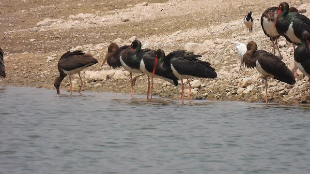 Black Stork - ML645512795
