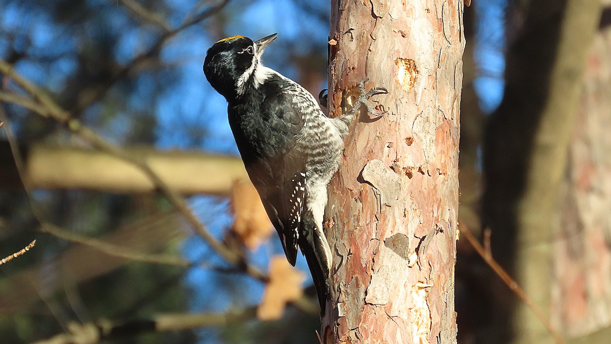 Black-backed Woodpecker - ML645512796