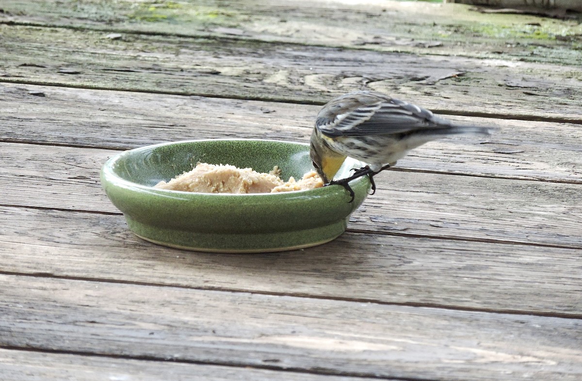 Yellow-rumped Warbler (Audubon's) - ML645512802