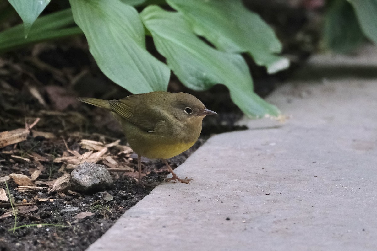 Paruline à gorge grise - ML645512803