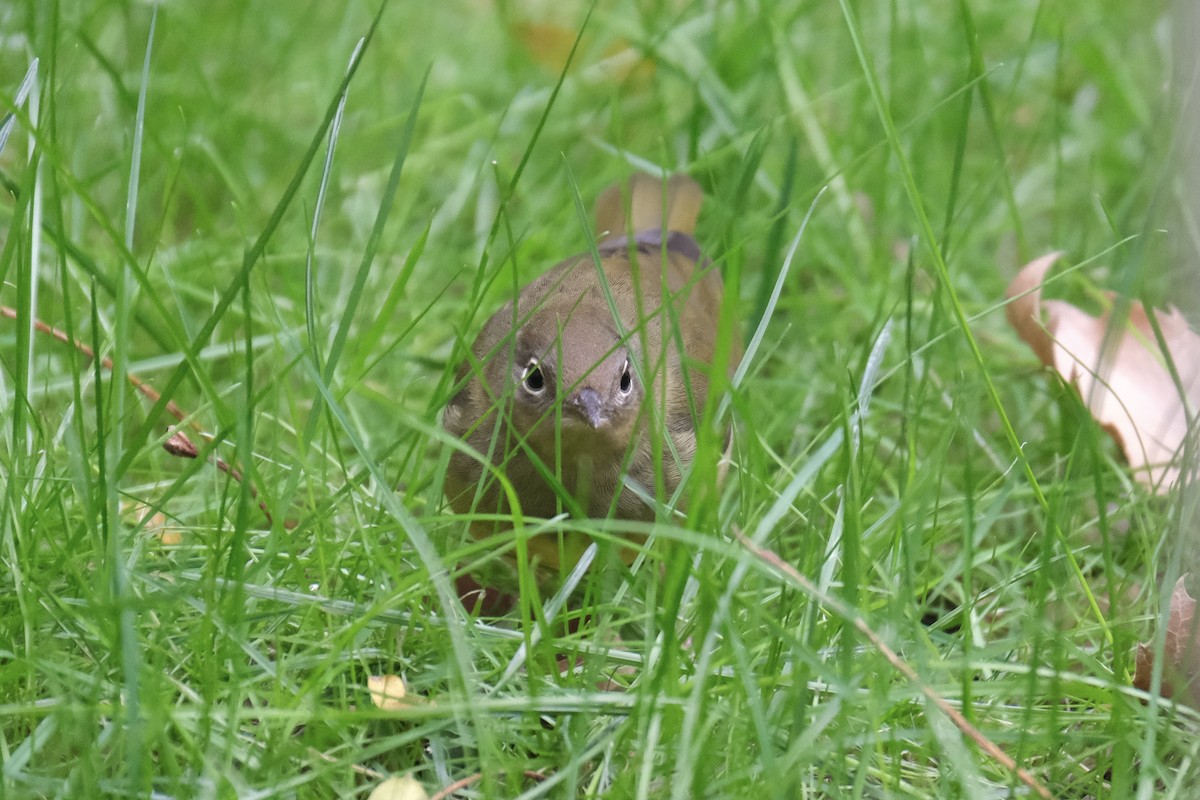Paruline à gorge grise - ML645512804