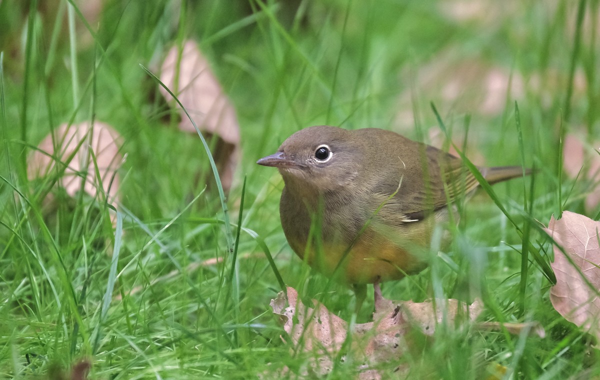 Paruline à gorge grise - ML645512806