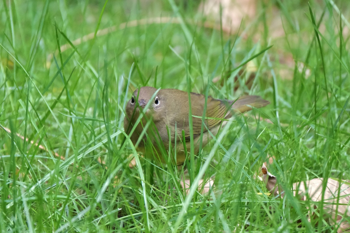 Paruline à gorge grise - ML645512807