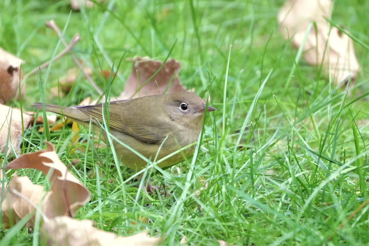 Paruline à gorge grise - ML645512808