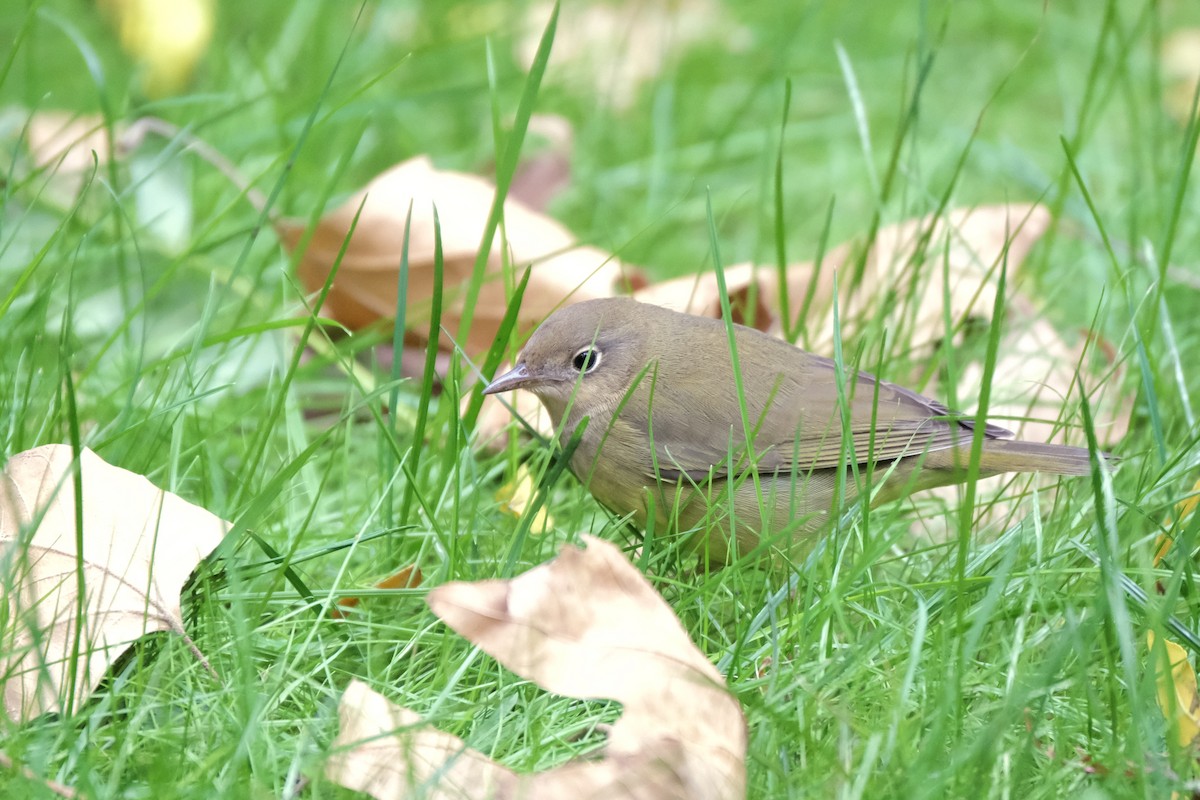 Paruline à gorge grise - ML645512809