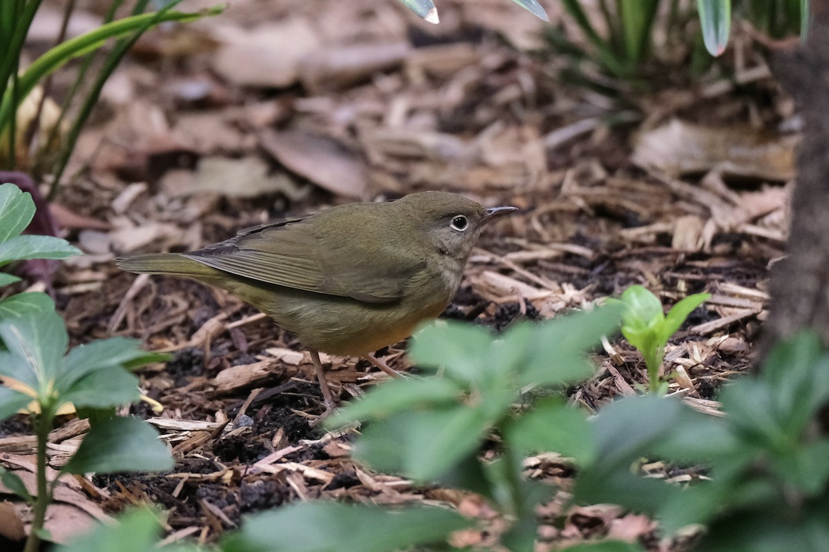 Paruline à gorge grise - ML645512810