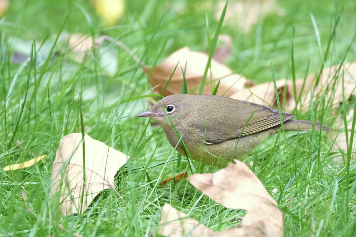 Paruline à gorge grise - ML645512811
