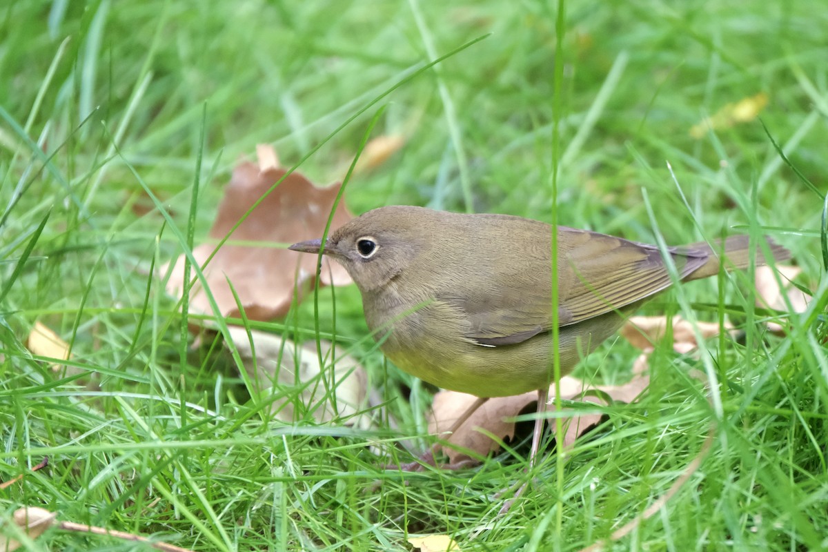 Paruline à gorge grise - ML645512812