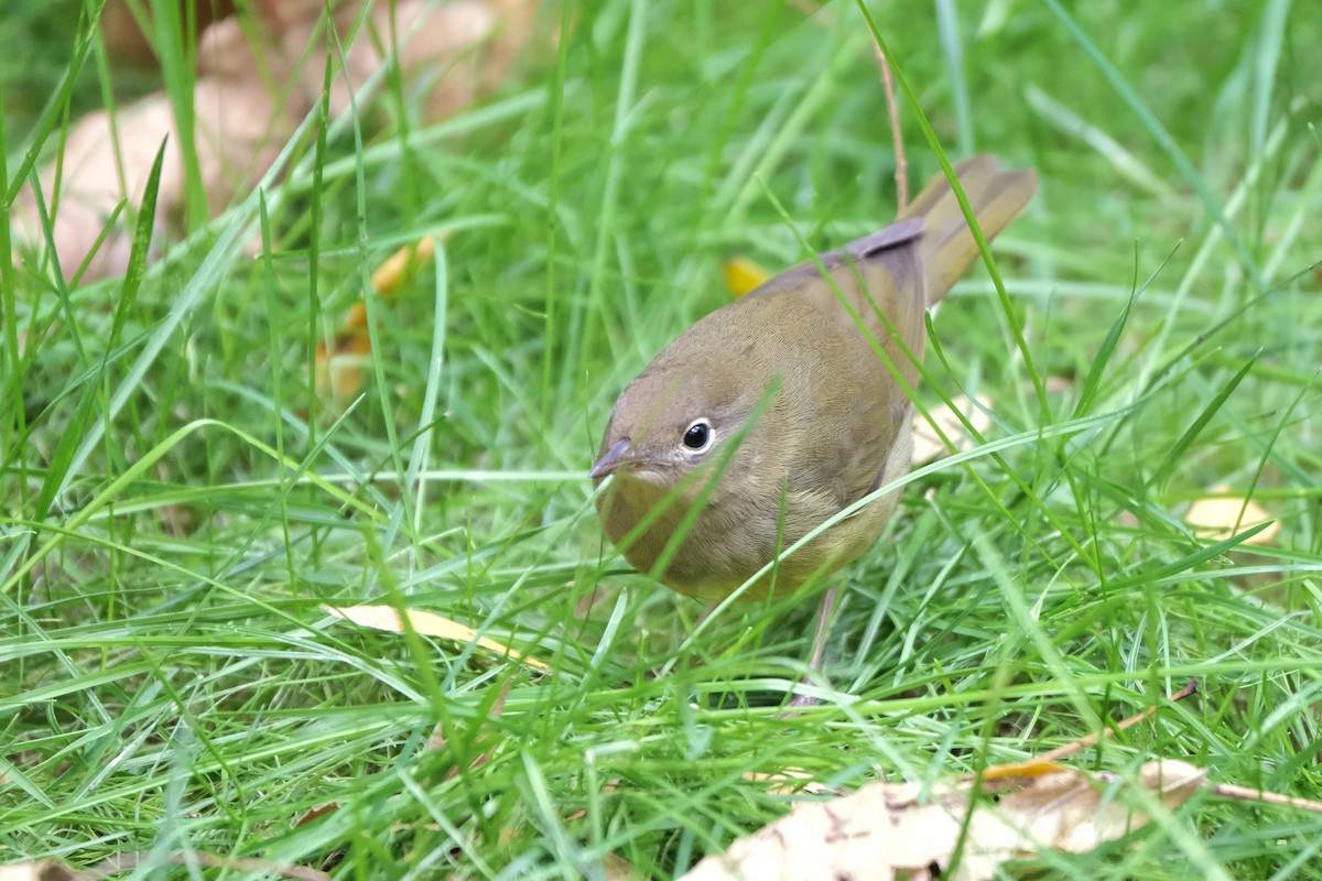 Connecticut Warbler - ML645512816