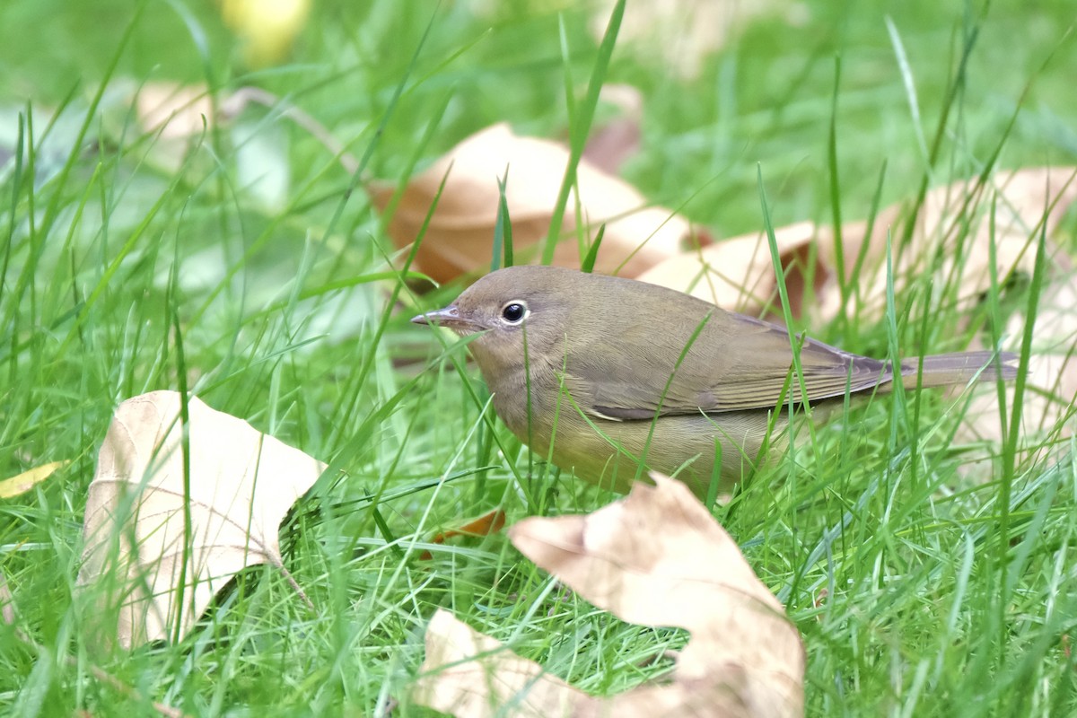 Paruline à gorge grise - ML645512817