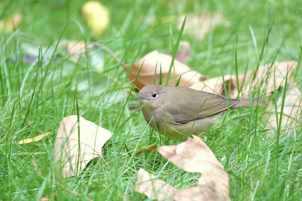 Paruline à gorge grise - ML645512818