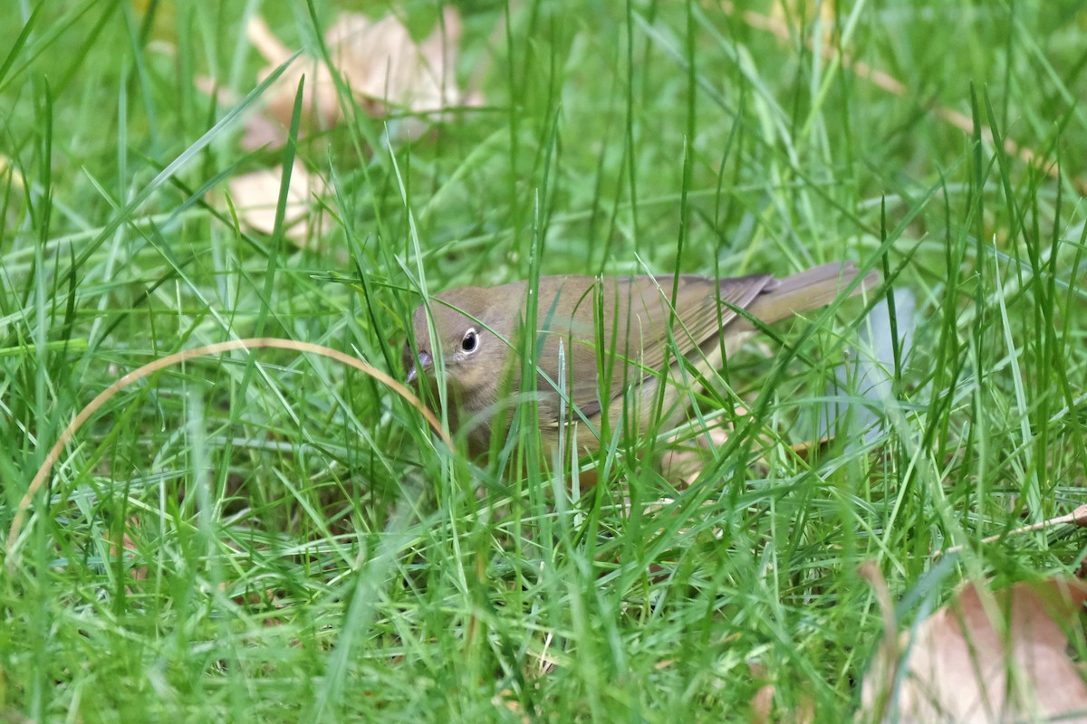 Paruline à gorge grise - ML645512820
