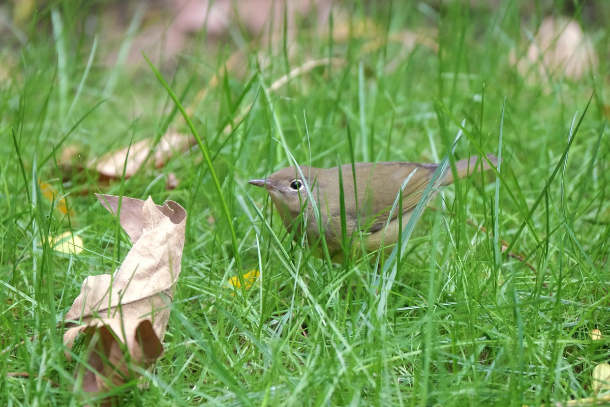 Connecticut Warbler - ML645512821