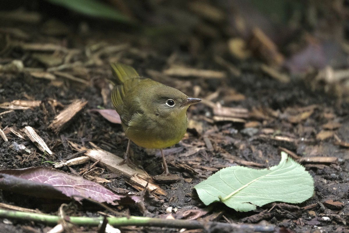 Connecticut Warbler - ML645512823