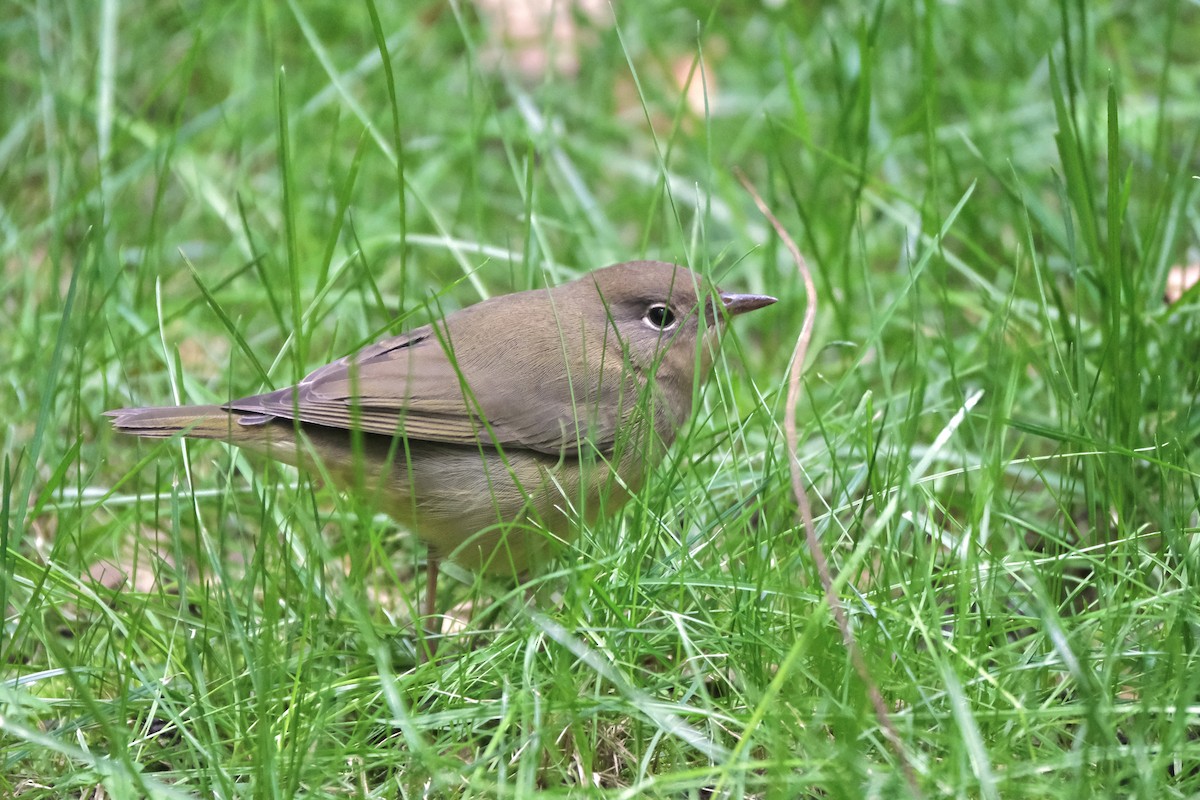 Connecticut Warbler - ML645512824