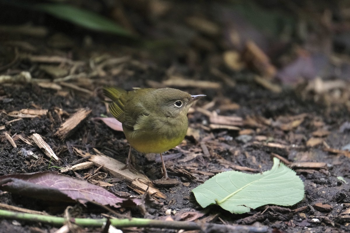 Connecticut Warbler - ML645512825