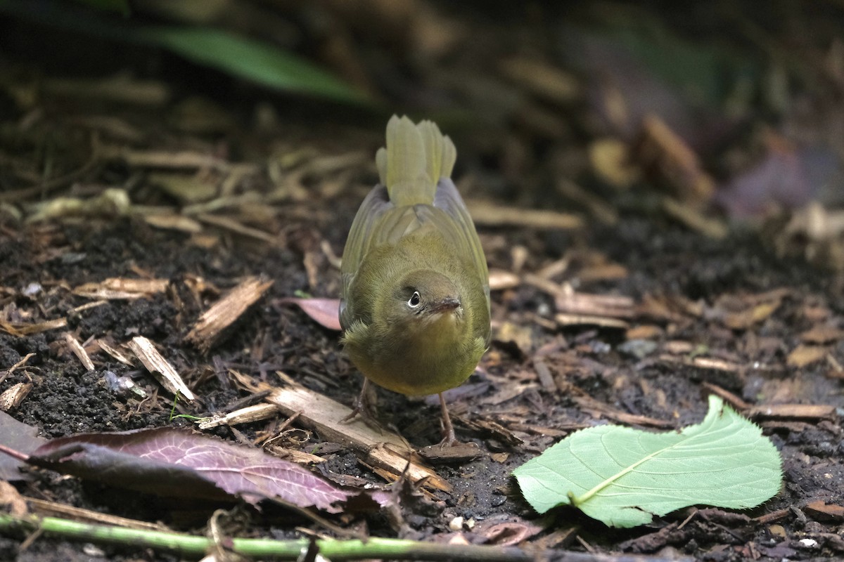 Connecticut Warbler - ML645512826