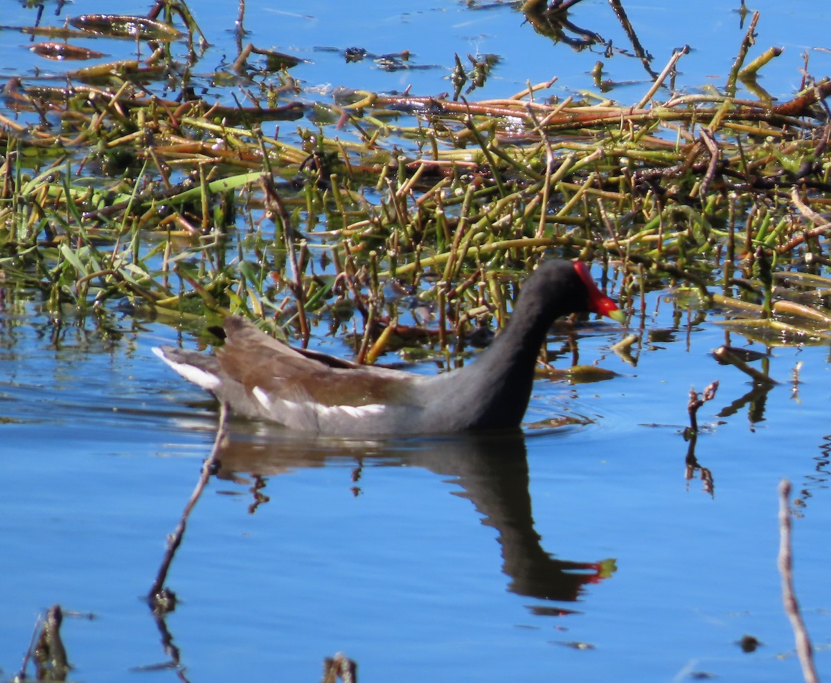 Курочка латиноамериканська - ML645512832