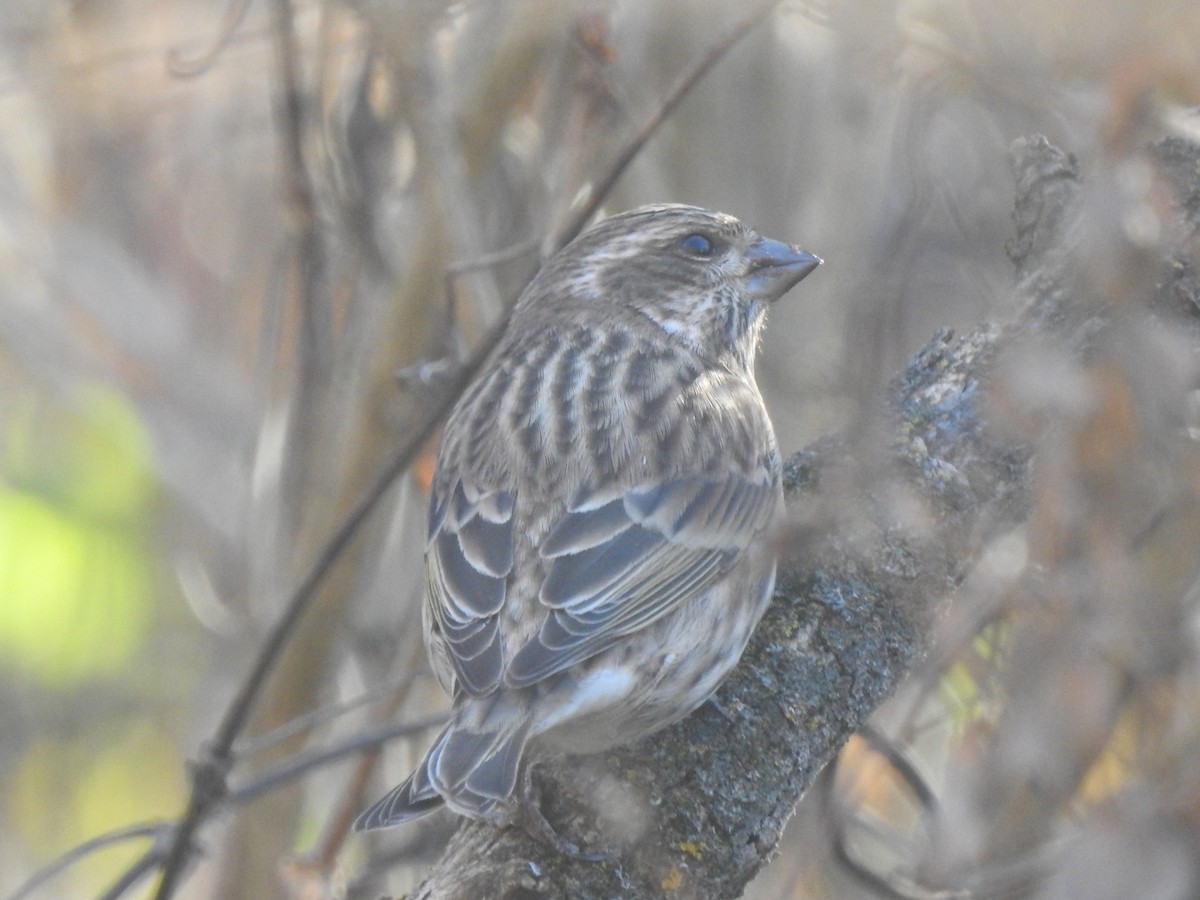 Camachuelo Purpúreo - ML645512854