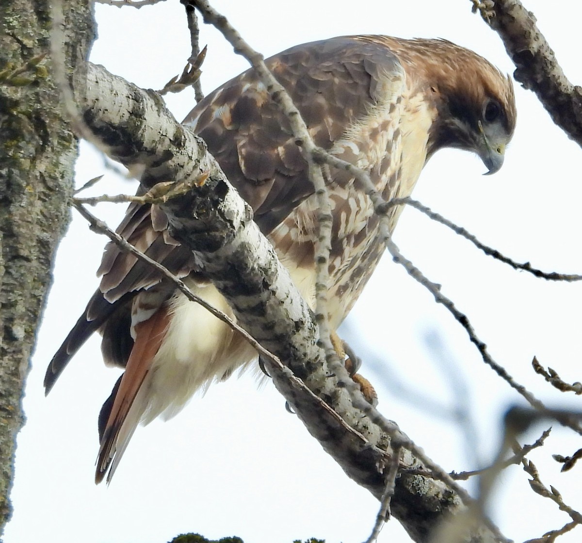 Kızıl Kuyruklu Şahin - ML645512864