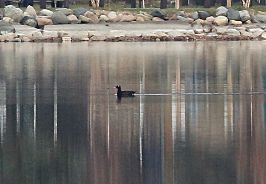 White-winged Scoter - ML645512869