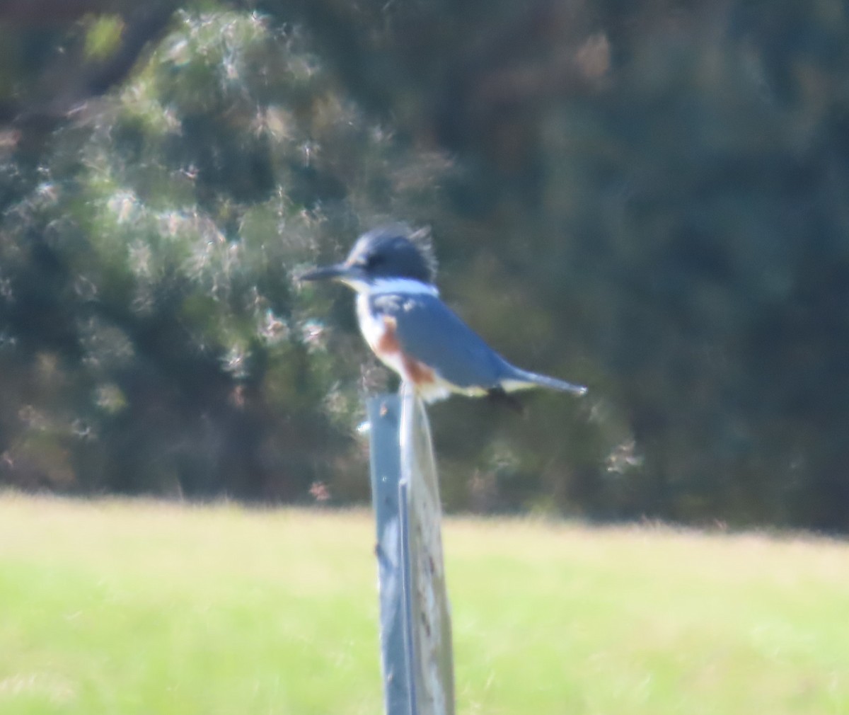 Belted Kingfisher - ML645512870