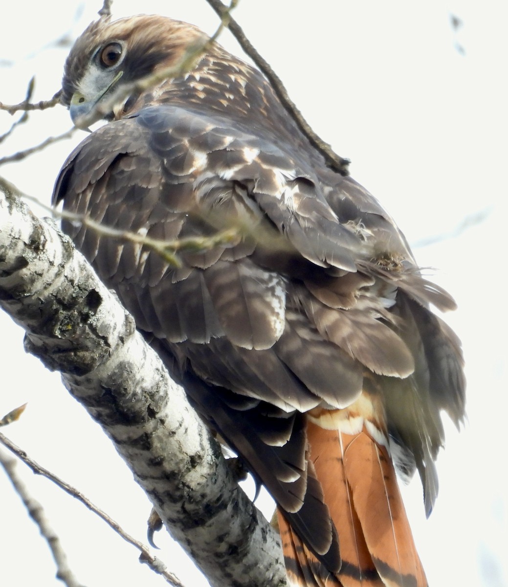 Kızıl Kuyruklu Şahin - ML645512872