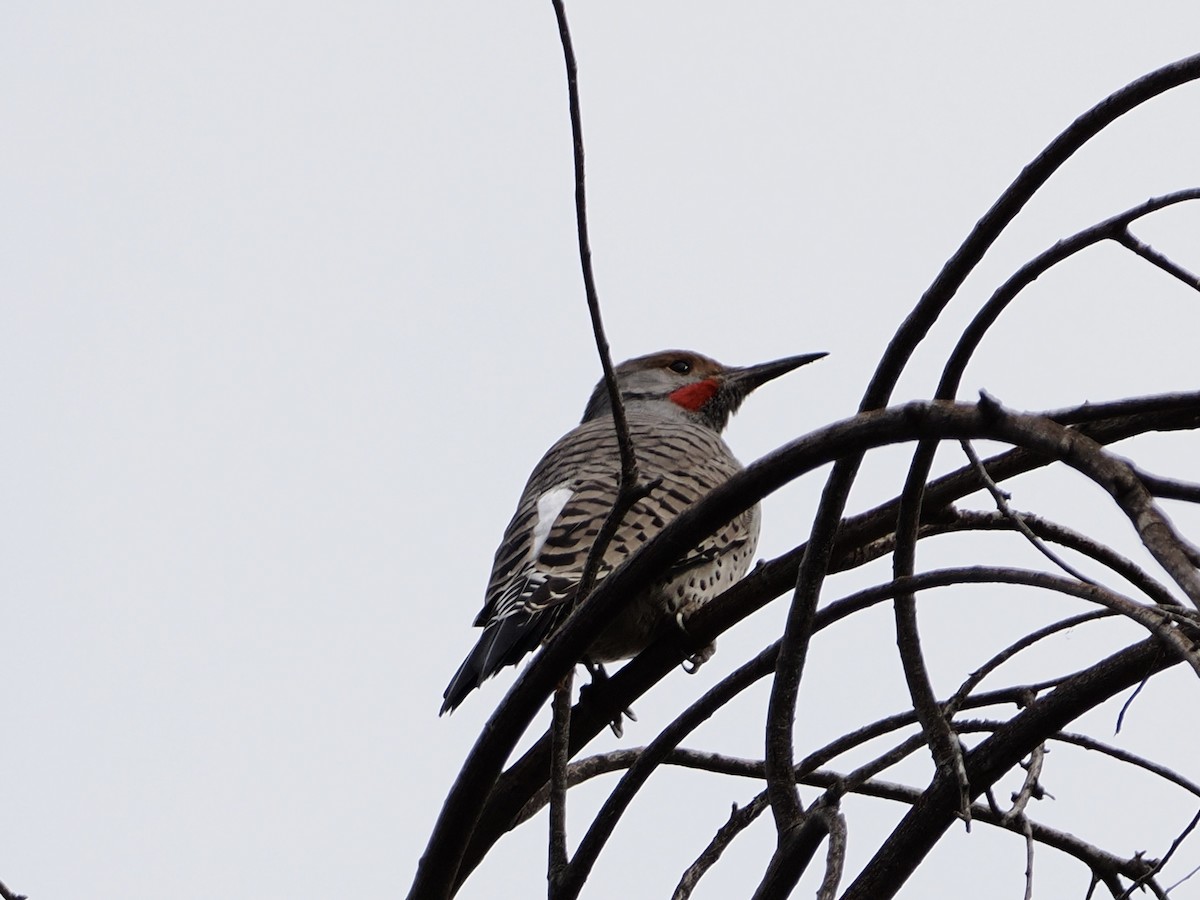 Northern Flicker - ML645512879