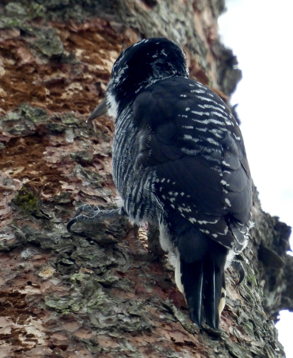 American Three-toed Woodpecker - ML645512880