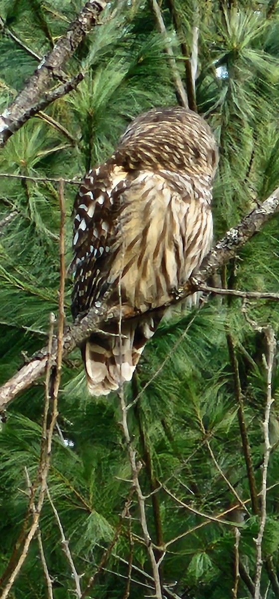 Barred Owl - ML645512881