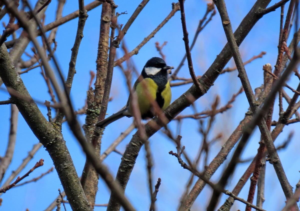 Great Tit - ML645512882