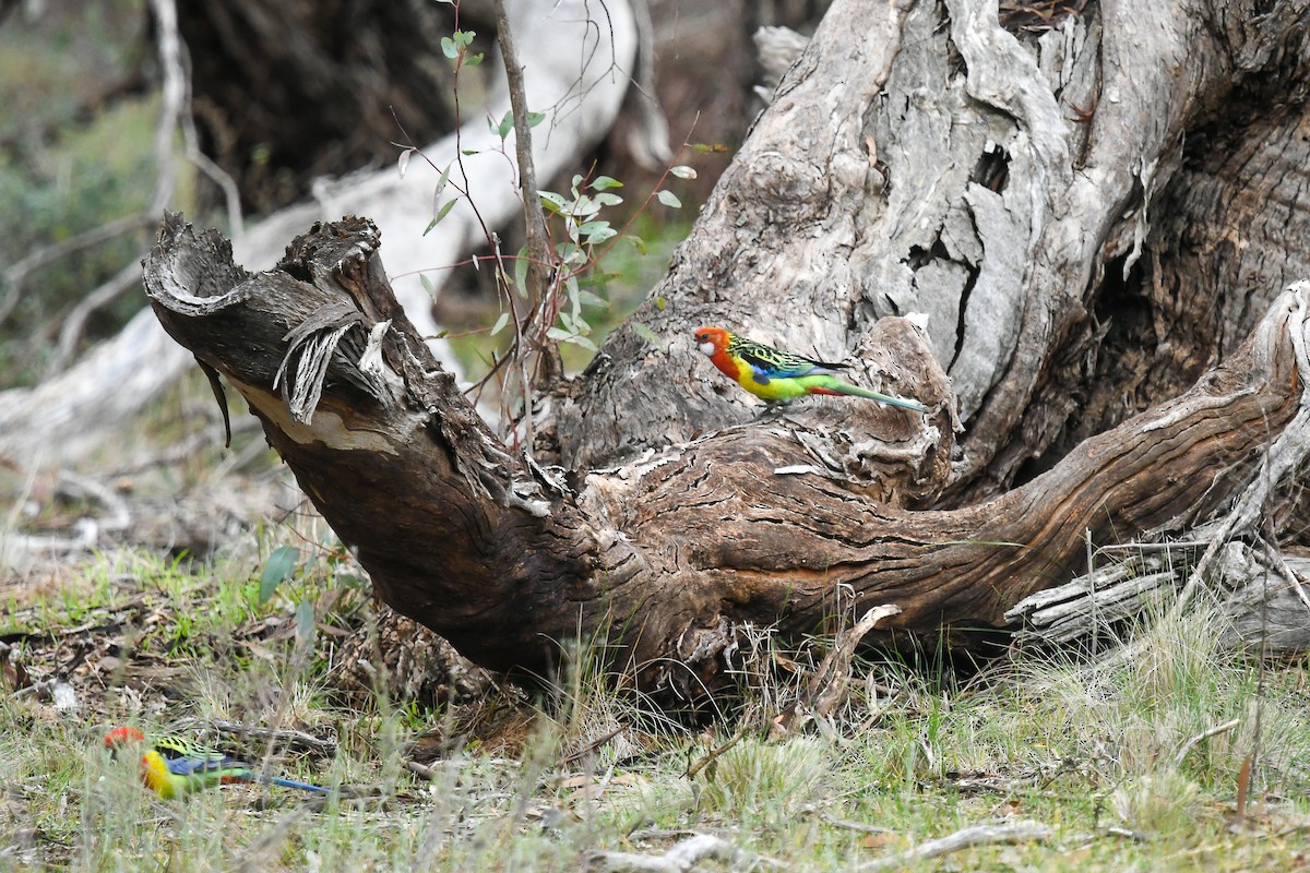 Eastern Rosella - ML645512883