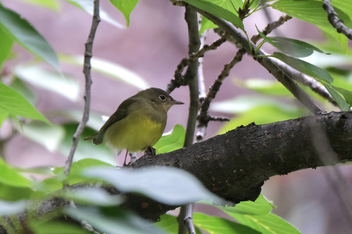 Connecticut Warbler - ML645512884