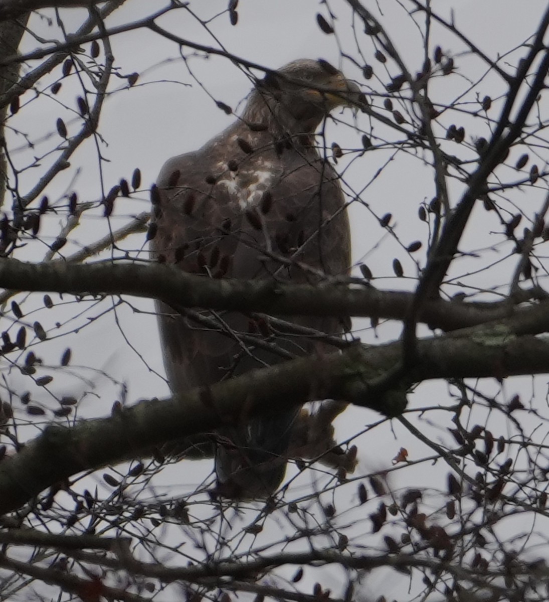 Bald Eagle - ML645512886
