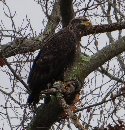 Bald Eagle - ML645512887