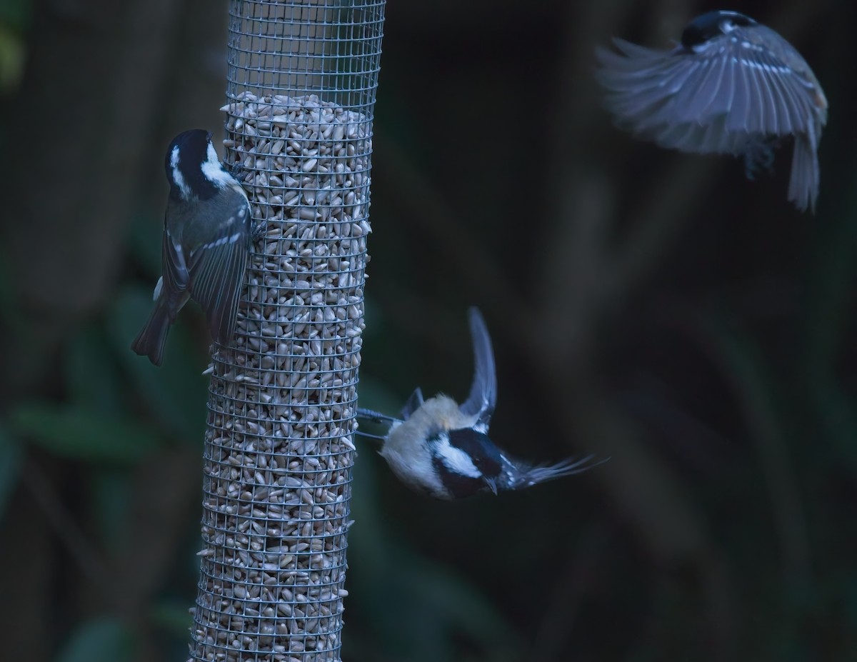 Coal Tit - ML645512888