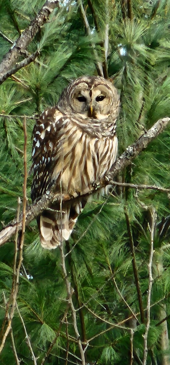 Barred Owl - ML645512890
