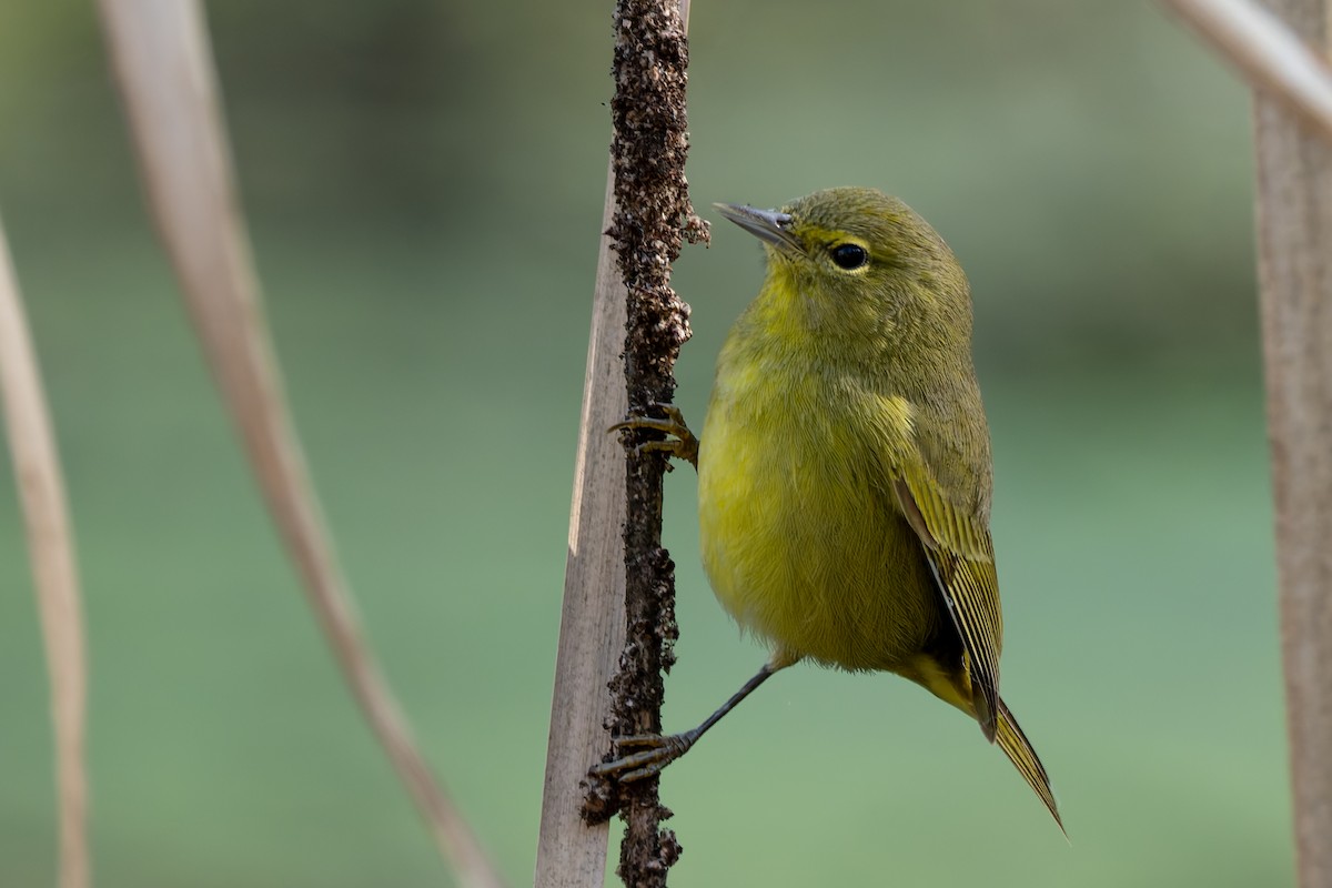 Red-shouldered Hawk - ML645512892