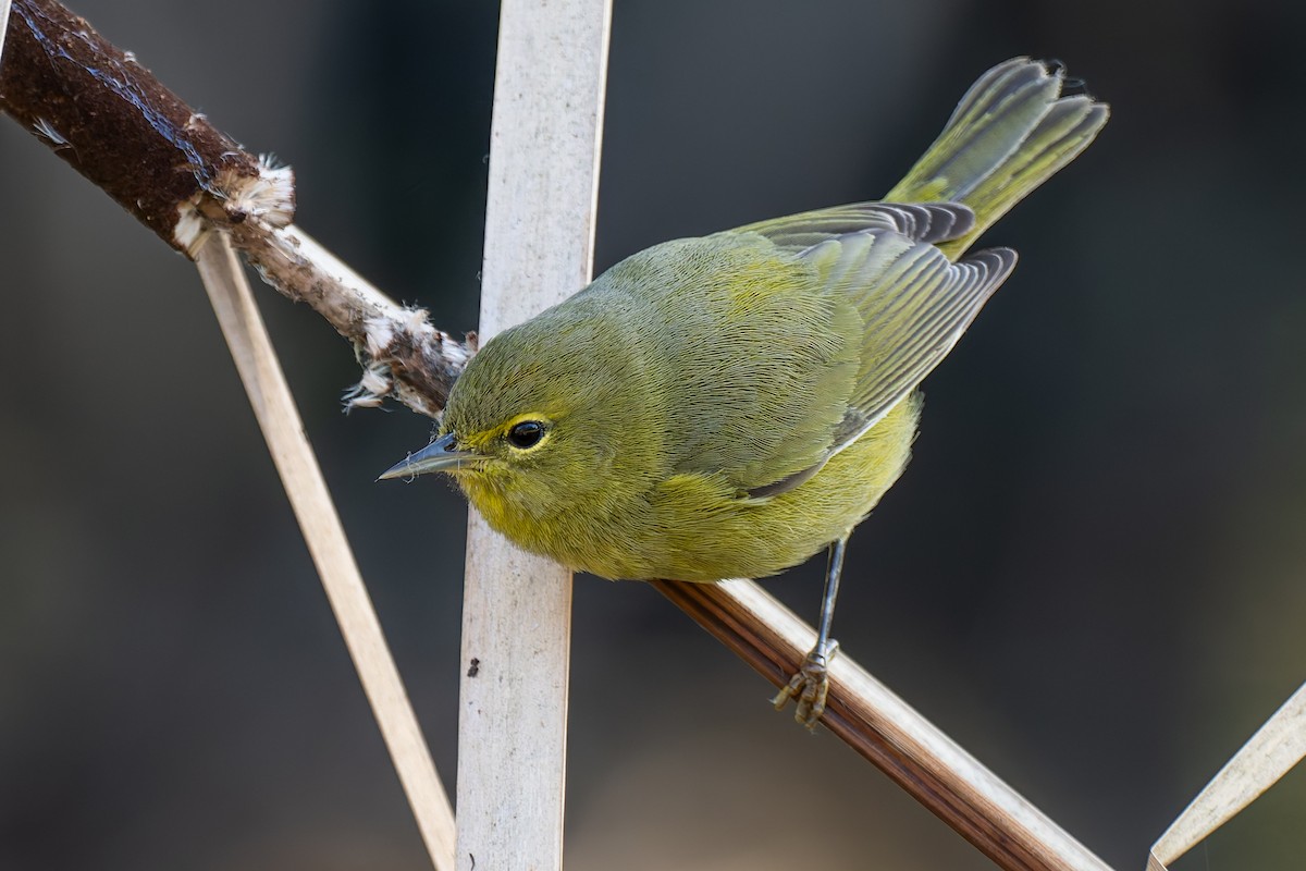 Red-shouldered Hawk - ML645512893